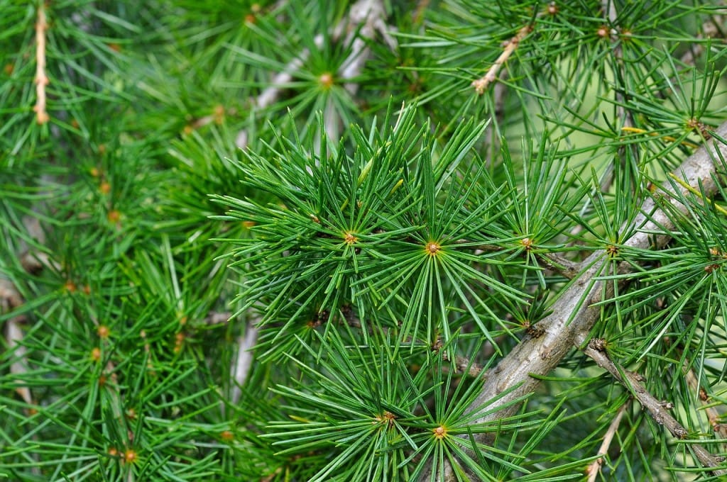 Zascitimo-otroke-pred-komarji-z naravnimi-sredstvi-4