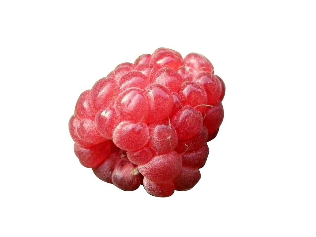 8. teden nosečnosti