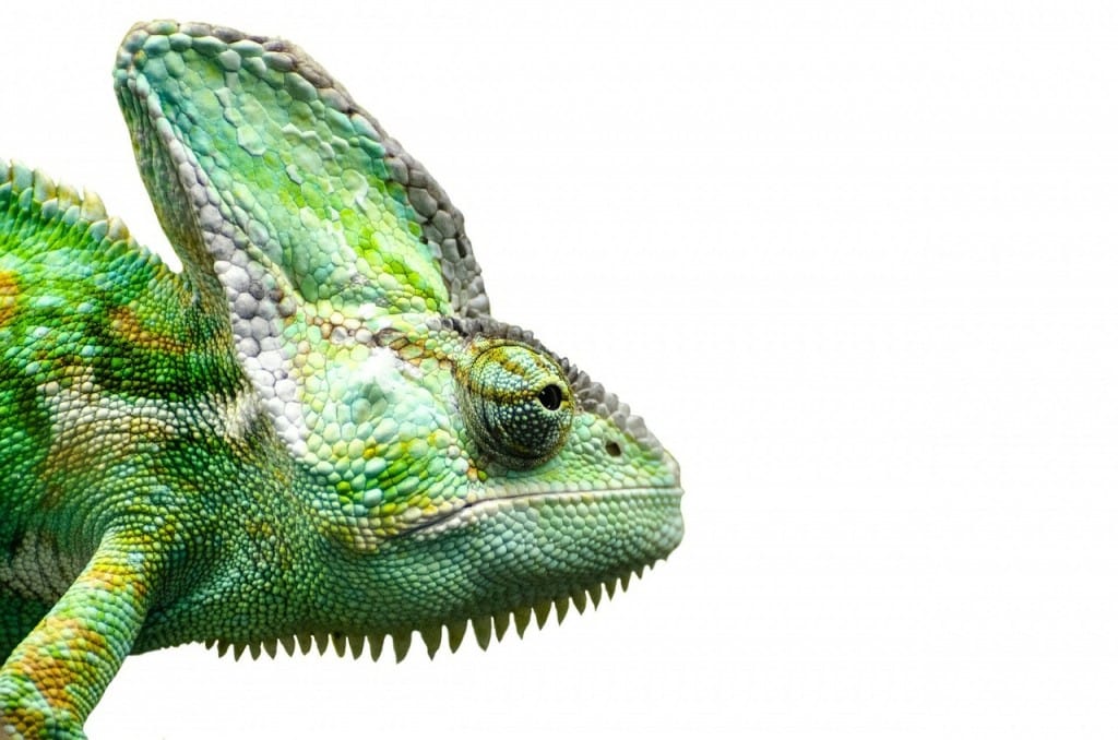Mama kameleon Mama kameleon