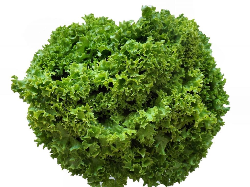 37. teden nosecnosti