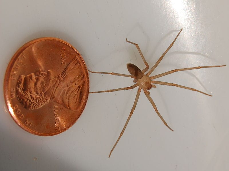 Piki in ugrizi žuželk - prepoznajte žuželke in njihove ugrize